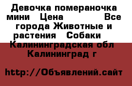 Девочка помераночка мини › Цена ­ 50 000 - Все города Животные и растения » Собаки   . Калининградская обл.,Калининград г.